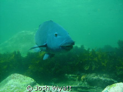 Sydney Blue Groper shot with Intova IC-600. by Josh Wyatt 
